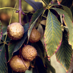 Ohio Buckeye Tree