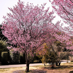 Okame Cherry Tree GT