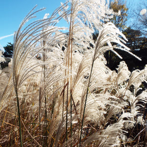 Hardy Pampas Grass