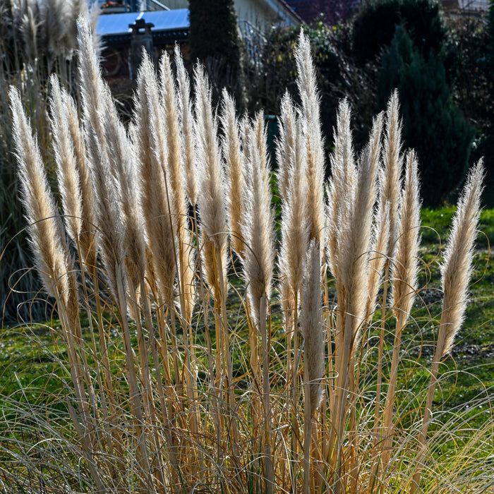 Hardy Pampas Grass