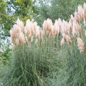 Pink Pampas Grass