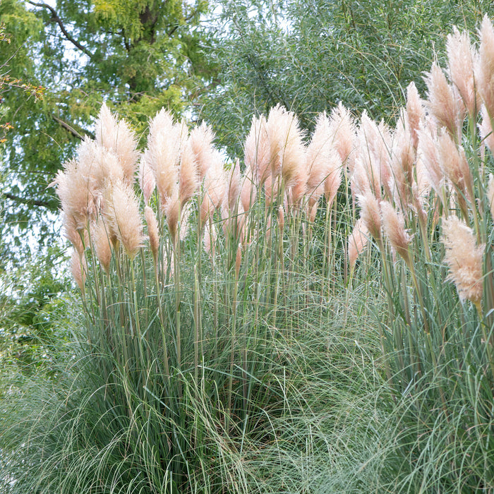 Cortaderia Rosea Pink Pampas Grass