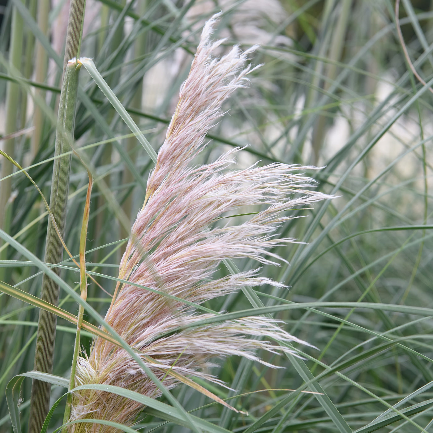 Pink Pampas Grass 'Rosea' (Cortaderia selloana) - MyGardenLife