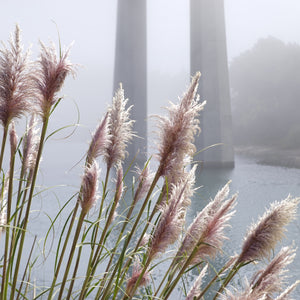 Pink Pampas Grass