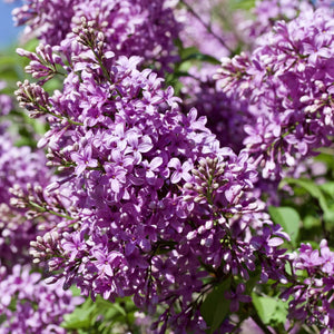 Persian Lilac Shrub