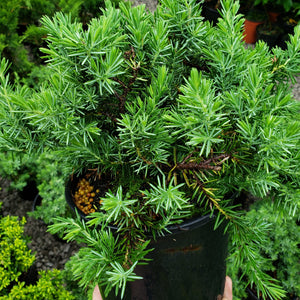 Blue Pacific Shore Juniper Shrub