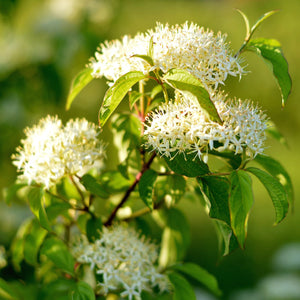 Pagoda Dogwood Tree