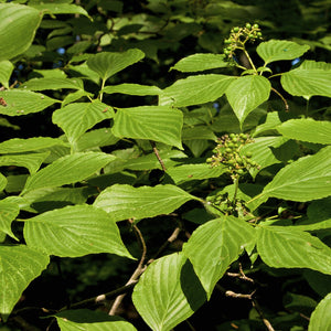 Pagoda Dogwood Tree