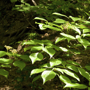 Pagoda Dogwood Tree