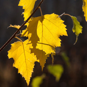 Paper Birch Tree GT