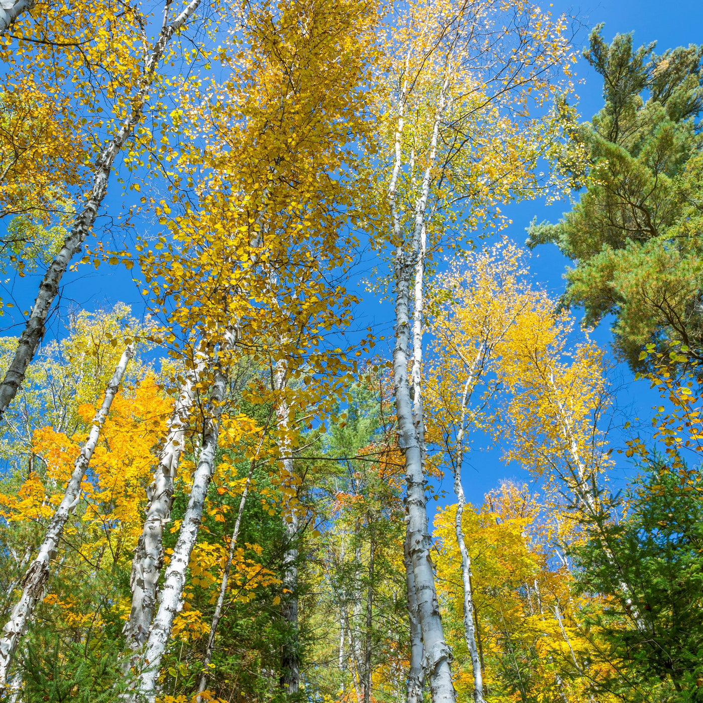 Paper Birch Tree – Green Thumbs Garden