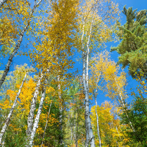 Paper Birch Tree GT