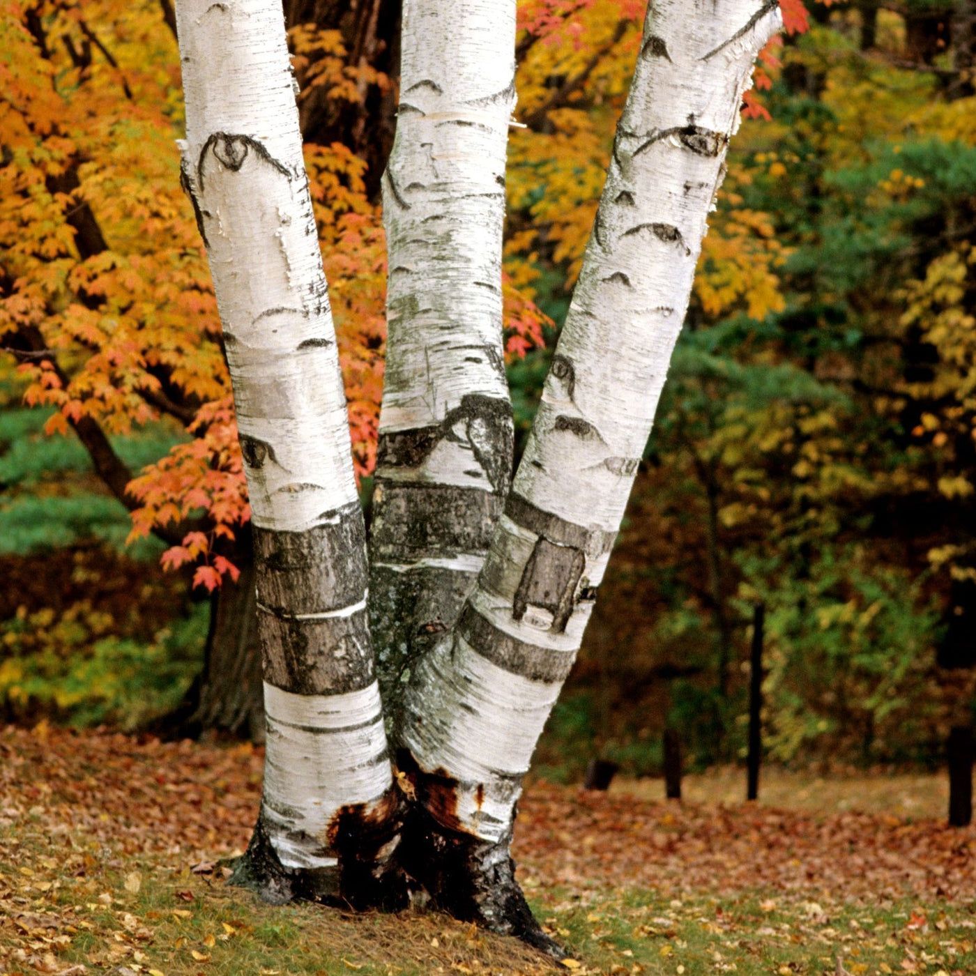 Buy Trees and Shrubs Online -Paper White Birch Tree (2-3 Foot) - Northern  Ridge Nursery