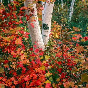 Paper Birch Tree GT