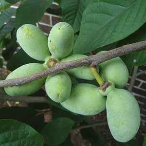 Paw Paw Tree GT