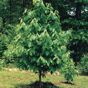 Paw Paw Tree GT