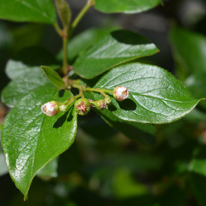 Peking Cotoneaster Shrub