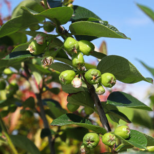 Peking Cotoneaster Shrub