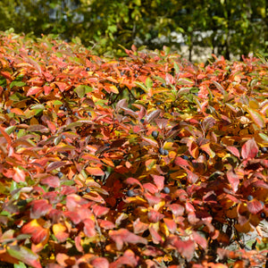 Peking Cotoneaster Shrub