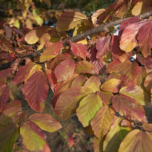 Persian Ironwood Tree