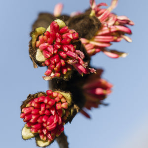 Persian Ironwood Tree