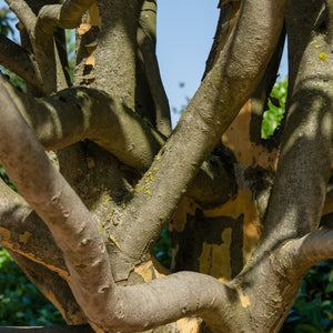 Persian Ironwood Tree
