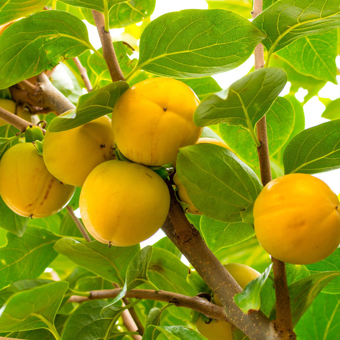 American Persimmon Tree