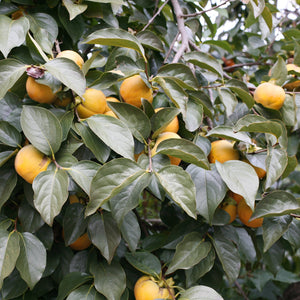 American Persimmon Tree