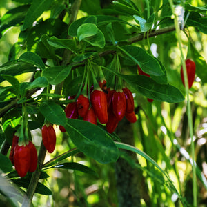 Phoenix Tears Goji Berry Shrub