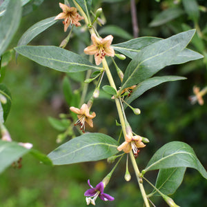 Phoenix Tears Goji Berry Shrub