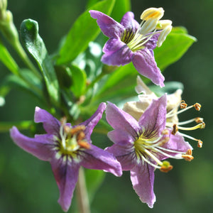 Phoenix Tears Goji Berry Shrub