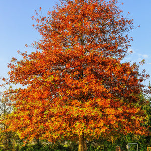 Pin Oak Tree GT