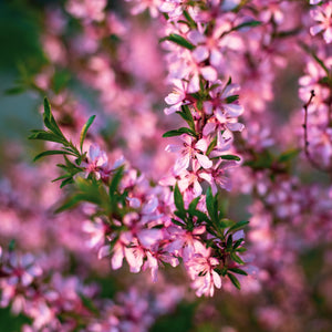 Pink Flowering Almond Shrub