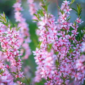 Pink Flowering Almond Shrub