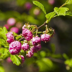 Pink Flowering Almond Shrub