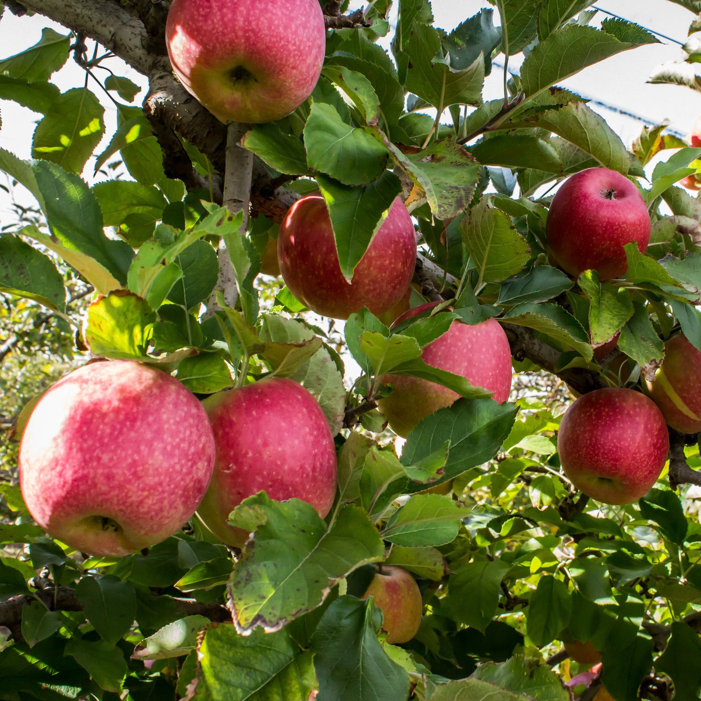 Pink Lady Apple Trees For Sale at Ty Ty Nursery