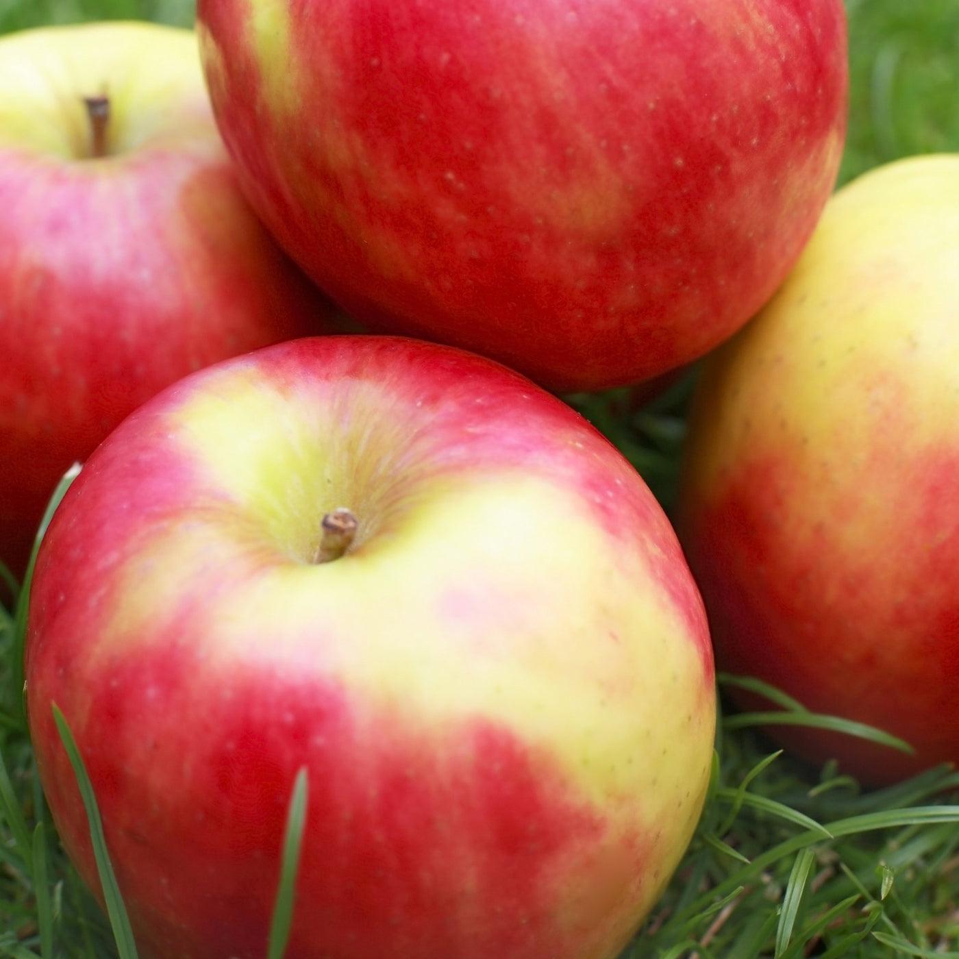 Fresh Pink Lady Apples