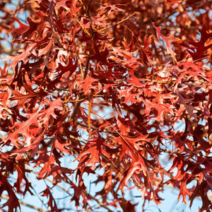 Pin Oak Tree GT