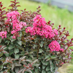 Velour Crape Myrtle GT