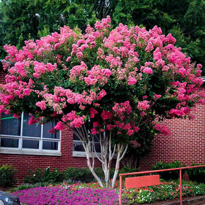 Velour Crape Myrtle GT