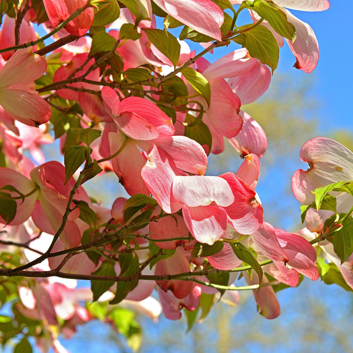 Pink Dogwood Bare Root