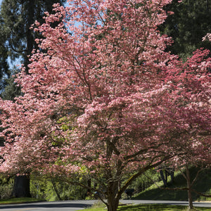 Pink Dogwood Bare Root