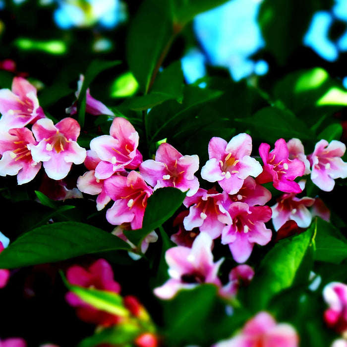 Pink Weigela GT