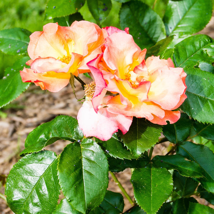 Playboy Floribunda Rose