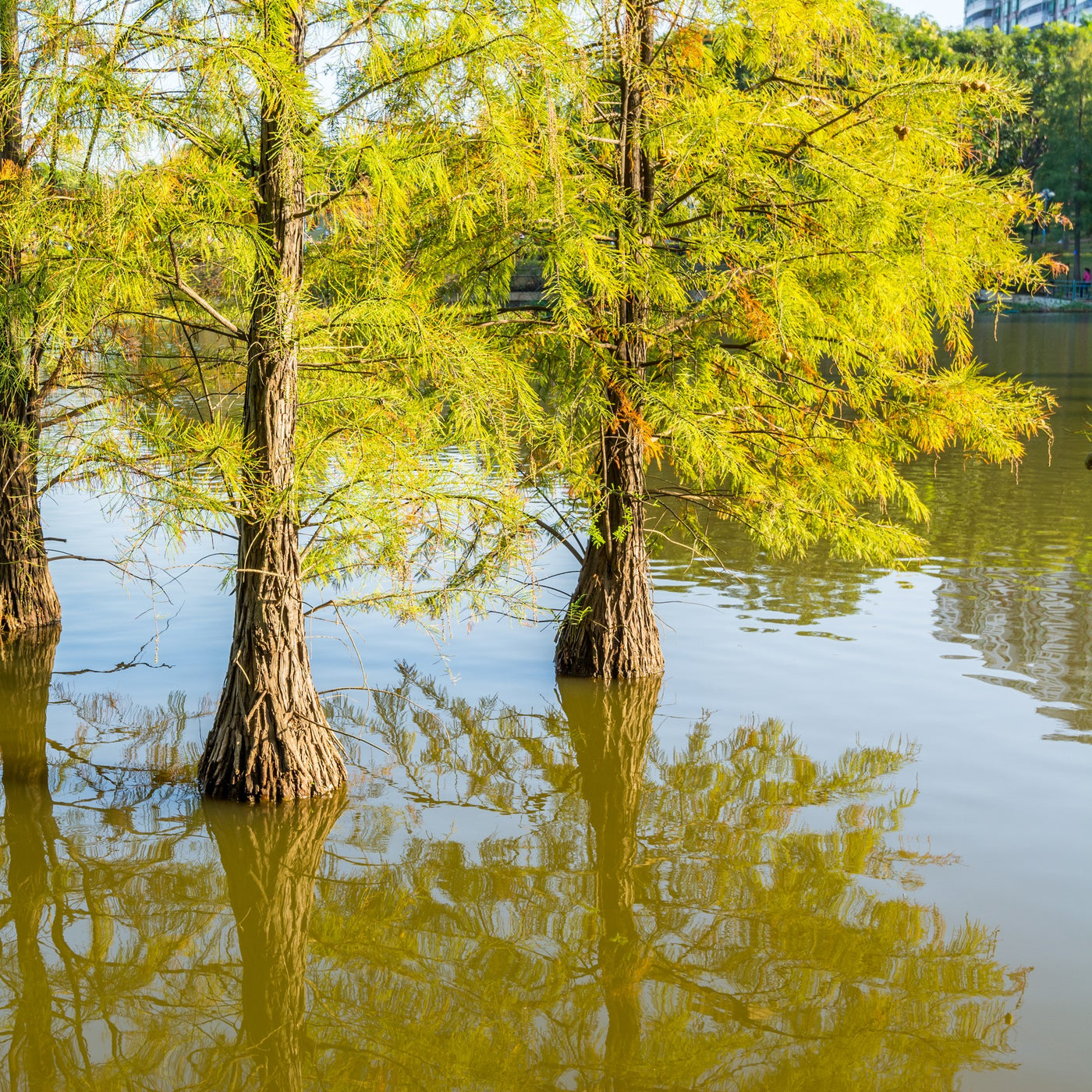 Pond Cypress Tree – Green Thumbs Garden