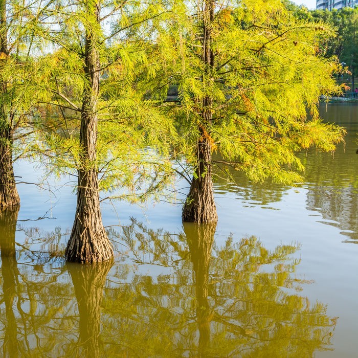 Pond Cypress Tree