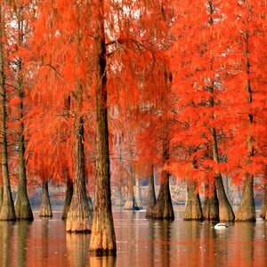 Pond Cypress Tree