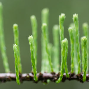 Pond Cypress Tree