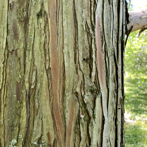 Pond Cypress Tree
