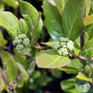 Possumhaw Viburnum Shrub